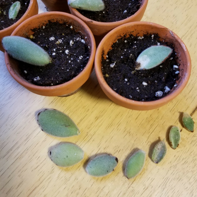 Panda Plant Leaf Cuttings